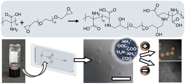 Graphical abstract: Engineering poly(dehydroalanine)-based gels via droplet-based microfluidics: from bulk to microspheres