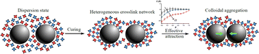 Graphical abstract: Emergence of long-range attractive interactions between colloidal particles during curing of dispersion media