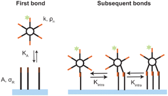Graphical abstract: Optimality and cooperativity in superselective surface binding by multivalent DNA nanostars
