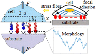 Graphical abstract: A viscoelastic-stochastic model of cell adhesion considering matrix morphology and medium viscoelasticity