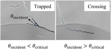 Graphical abstract: Motile bacteria crossing liquid–liquid interfaces of an aqueous isotropic–nematic coexistence phase