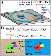 Graphical abstract: Chemo-mechanical model of cell polarization initiated by structural polarity