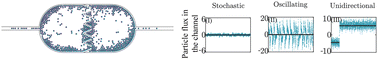 Graphical abstract: Long-lived unidirectional flow of active particles within long narrow channels