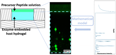 Graphical abstract: Model to rationalize and predict the formation of organic patterns originating from an enzyme-assisted self-assembly Liesegang-like process of peptides in a host hydrogel