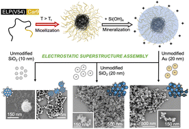 Graphical abstract: Biomimetic mineralization of positively charged silica nanoparticles templated by thermoresponsive protein micelles: applications to electrostatic assembly of hierarchical and composite superstructures