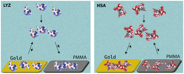 Graphical abstract: Protein monolayer formation: the combined role of the surface features and protein–protein interactions