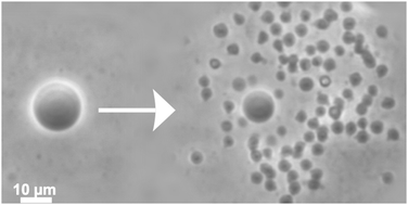 Graphical abstract: Osmotic spawning vesicle