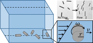 Graphical abstract: Rolling and ordering of micro rods in shear flow induced by rod wall interactions