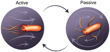 Graphical abstract: Dynamics of switching processes: general results and applications in intermittent active motion