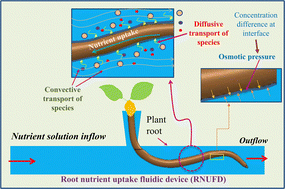 Graphical abstract: Flow environment affects nutrient transport in soft plant roots