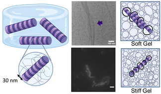 Graphical abstract: Effect of polyacrylamide gel elasticity on collagen type II fibril assembly