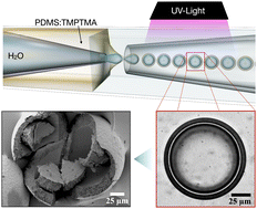 Graphical abstract: Tunable mechanical properties of PDMS–TMPTMA microcapsules for controlled release in coatings