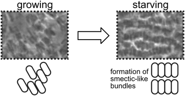 Graphical abstract: Smectic-like bundle formation of planktonic bacteria upon nutrient starvation