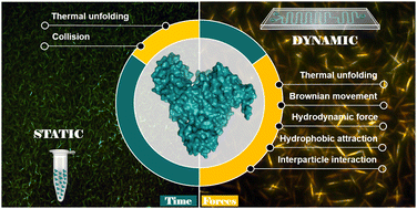 Graphical abstract: Modeling the navigating forces behind BSA aggregation in a microfluidic chip