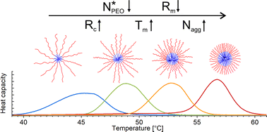 Graphical abstract: Modulating melting points in micellar cores: influence of the corona chain length on the core confinement in binary mixed block copolymer micelles