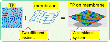 Graphical abstract: Turing patterns on polymerized membranes: coarse-grained lattice modelling with an internal degree of freedom for polymer direction