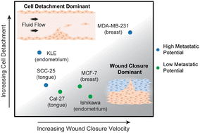 Graphical abstract: Functional assessment of migration and adhesion to quantify cancer cell aggression