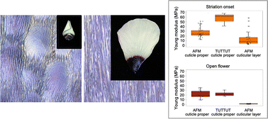 Graphical abstract: Characterisation of cuticle mechanical properties: analysing stiffness in layered living systems to understand surface buckling patterns