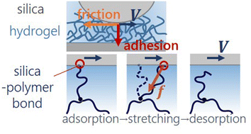 Graphical abstract: Molecular adsorption induces normal stresses at frictional interfaces of hydrogels