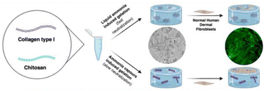 Graphical abstract: Tuneable microfibrillar collagen structures within dense chitosan hydrogels