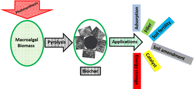 Graphical abstract: Macroalgae-based biochar: preparation and characterization of physicochemical properties for potential applications