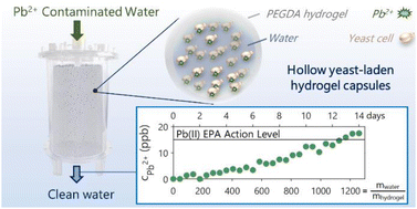 Graphical abstract: Yeast-laden hydrogel capsules for scalable trace lead removal from water