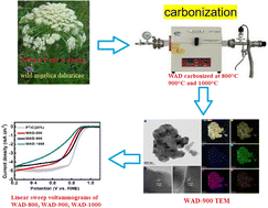 Graphical abstract: Excellent phosphorus-doped porous carbon oxygen reduction reaction catalysts derived from natural wild Angelica dahurica