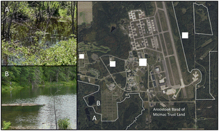 Graphical abstract: Direct measurement of PFAS levels in surface water using an engineered biosensor
