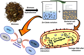 Graphical abstract: Biologically active dual functional zinc-doped biomass-derived carbon dots