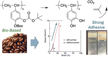 Graphical abstract: Development of a bio-based adhesive by polymerization of Boc-protected vinyl catechol derived from caffeic acid