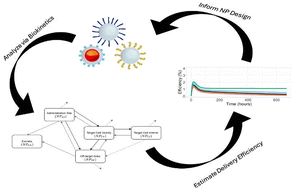 Graphical abstract: Optimizing nanoparticle-mediated drug delivery: insights from compartmental modeling via the CompSafeNano cloud platform