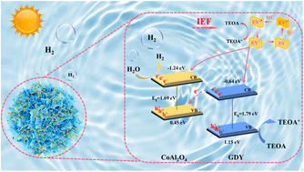 Graphical abstract: Engineering of a hierarchical S-scheme 2D/3D heterojunction with graphdiyne (g-CnH2n−2) coated 3D porous CoAl2O4 nanoflowers for highly efficient photocatalytic H2 evolution