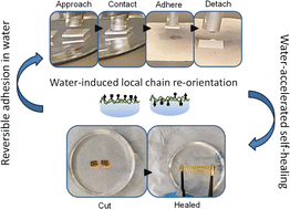 Graphical abstract: Water-triggered self-healing and reversible underwater adhesion in metalorganic polymers