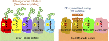 Graphical abstract: Interfacial insights for divergent dendrite formation mechanisms in lithium and magnesium anodes