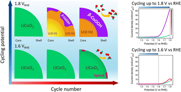 Graphical abstract: Potential-driven restructuring of lithium cobalt oxide yields an enhanced active phase for the oxygen evolution reaction
