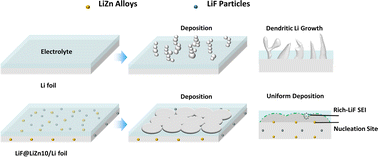 Graphical abstract: Advancing anode-less lithium metal batteries: ZnF2 modification and in situ structural regulation for enhanced performance