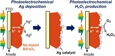 Graphical abstract: Atomic doping to enhance the p-type behavior of BiFeO3 photoelectrodes for solar H2O2 production