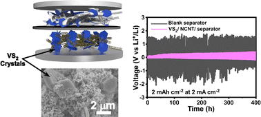 Graphical abstract: High lithiophilicity and Li diffusion rate on 1T phase transition metal dichalcogenides as effective Li regulating materials for dendrite-free metal anodes