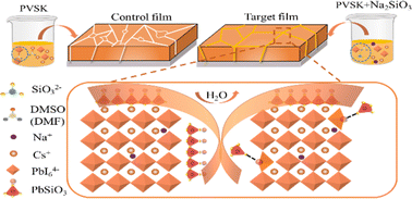 Graphical abstract: Efficient and stable inorganic perovskite solar cells enabled by a lead silicate glass layer
