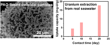 Graphical abstract: Polyamidoxime-based colloidal particles with a 3D network for synergistic uranium extraction from seawater