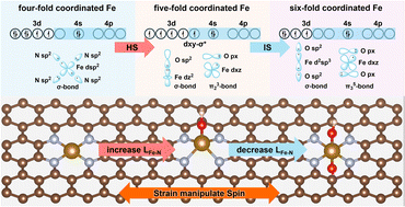 Graphical abstract: Strain-controlled spin regulation in Fe–N–C catalysts for enhanced oxygen reduction reaction activity