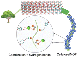 Graphical abstract: Molecular insights into the in situ early-stage assembly of metal–organic frameworks on cellulose nanofibrils