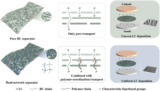 Graphical abstract: Dual-network bacterial cellulose-based separators with high wet strength and a dual ion transport mechanism for uniform lithium deposition
