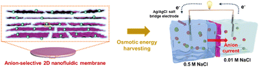 Graphical abstract: Clay-based anion-selective 2D nanofluidics boost natural osmotic power generation