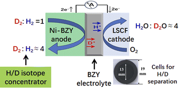 Graphical abstract: Separation of hydrogen isotopes using a protonic ceramic fuel cell