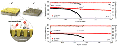 Graphical abstract: A 3D activated microporous protective layer for high-energy lithium metal batteries