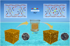 Graphical abstract: Regenerable and stable conductive topo-polymers for selective uranium extraction