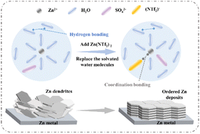 Graphical abstract: Stabilization of zinc metal electrodes by solvation structure modulation of Zn(NTf2)2 electrolyte additives