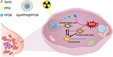Graphical abstract: Improved effectiveness of X-PDT against human triple-negative breast cancer cells through the use of liposomes co-loaded with protoporphyrin IX and perfluorooctyl bromide