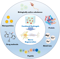 Graphical abstract: Recent advances in peptide-based bioactive hydrogels for nerve repair and regeneration: from material design to fabrication, functional tailoring and applications